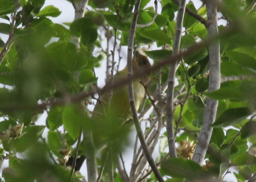 tanager sp. (Piranga sp.) - ML373151991