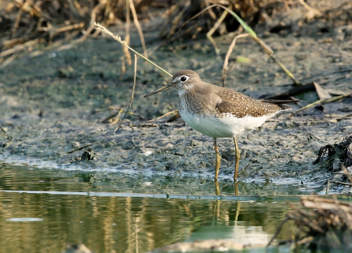 Solitary Sandpiper - ML373153571