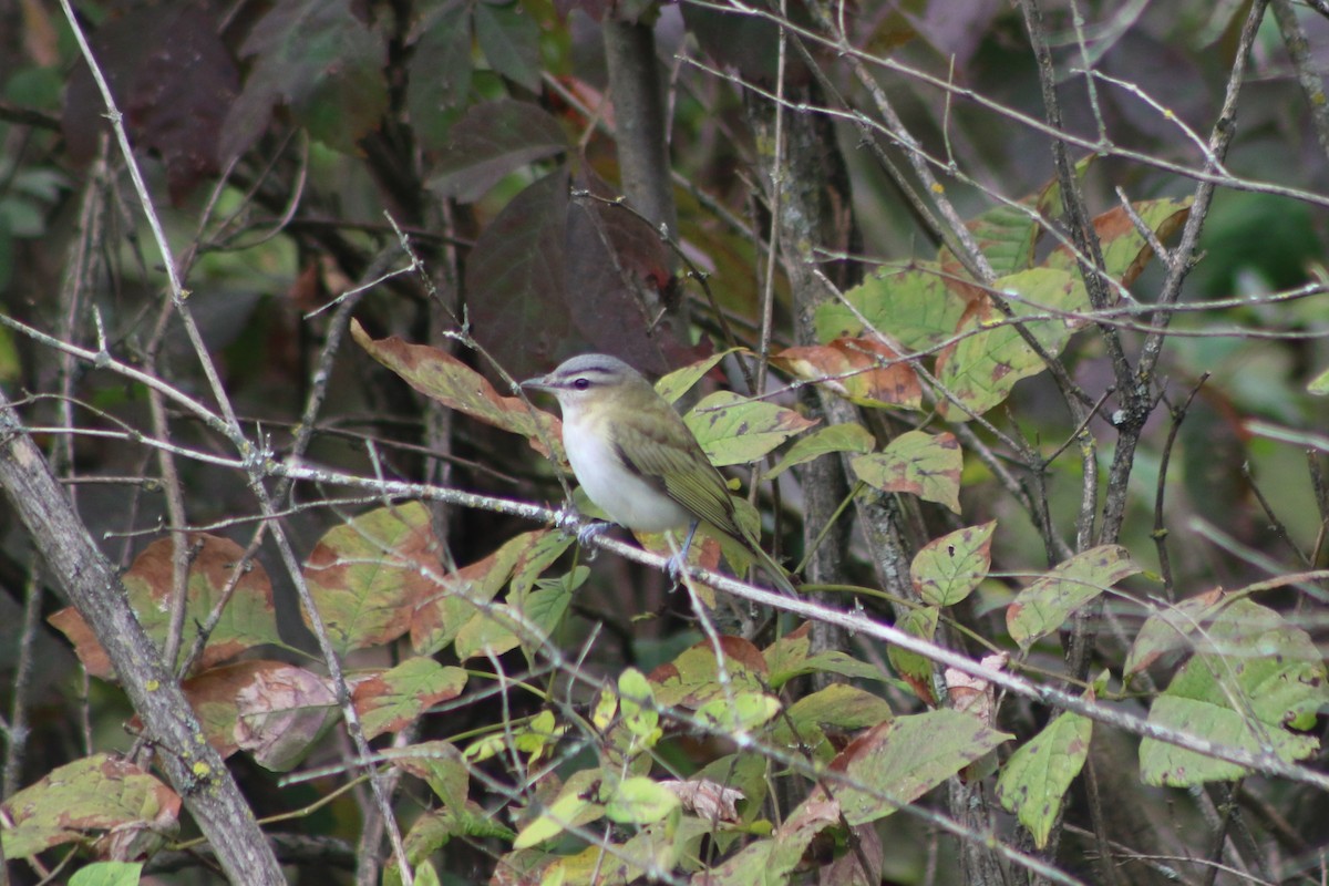 Red-eyed Vireo - ML373153631