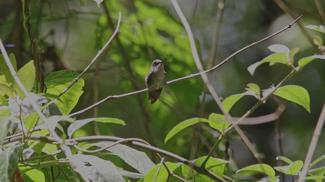 Colibrí de Abeillé - ML373153691