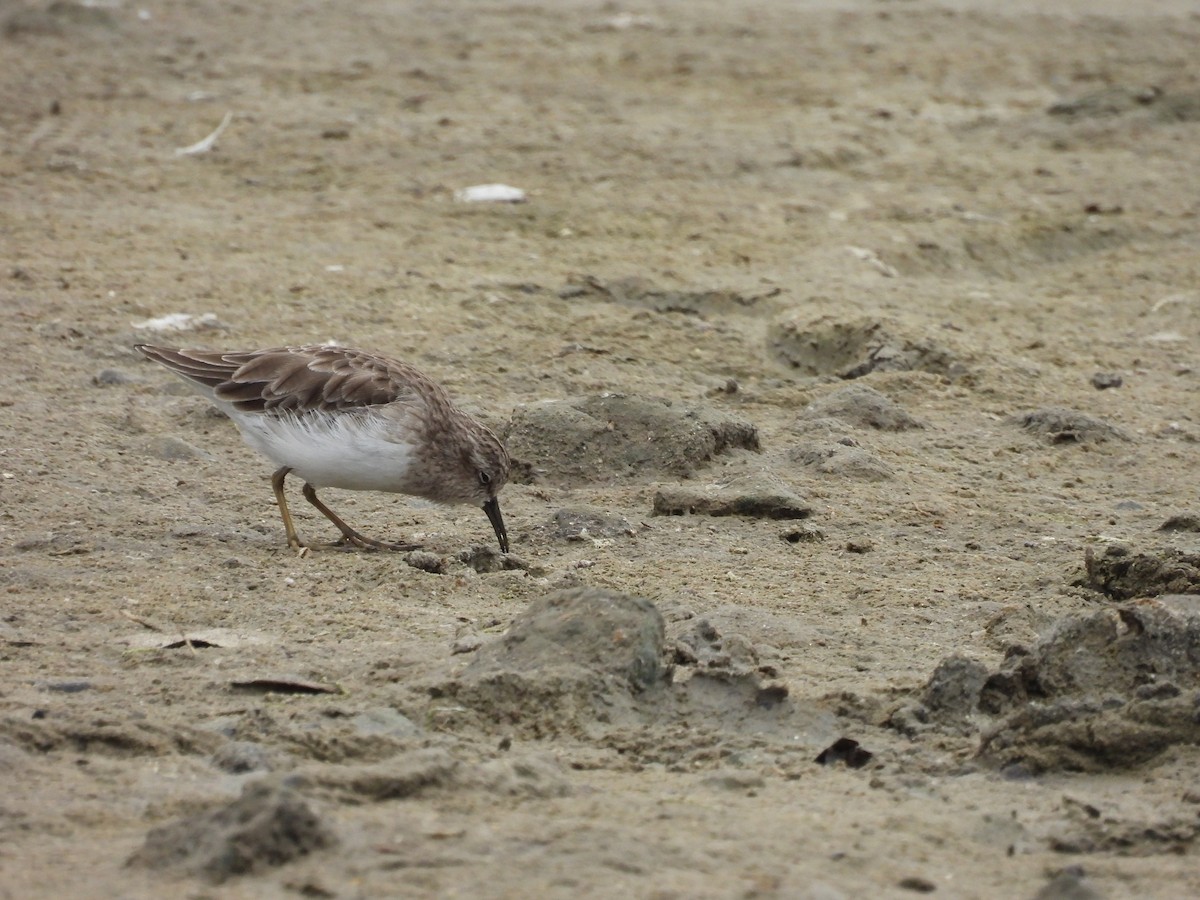 Least Sandpiper - ML373154861