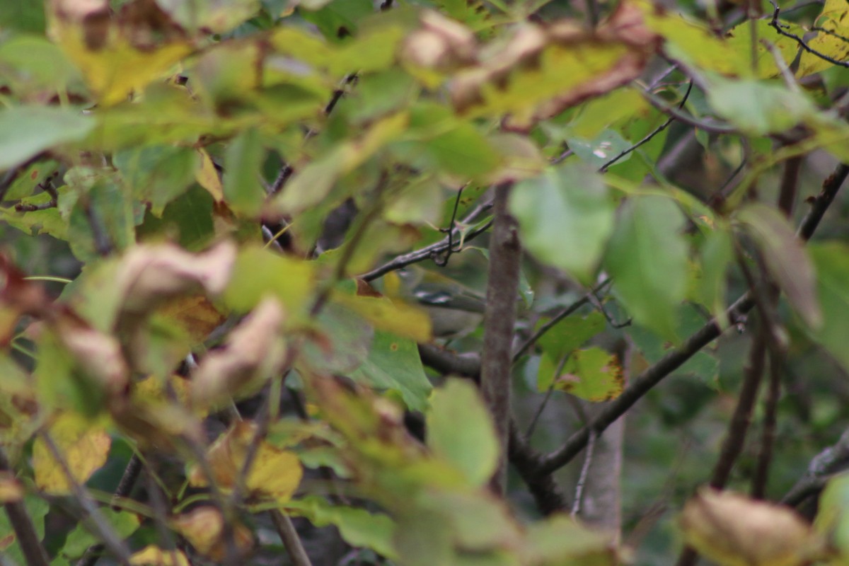 Northern Parula - Amy Lyyski