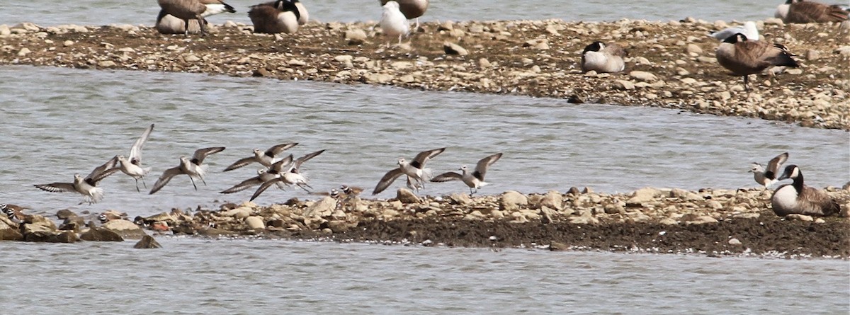 Black-bellied Plover - ML37315821