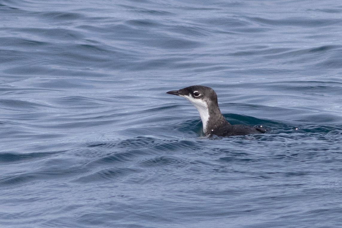 Scripps's Murrelet - ML373158441