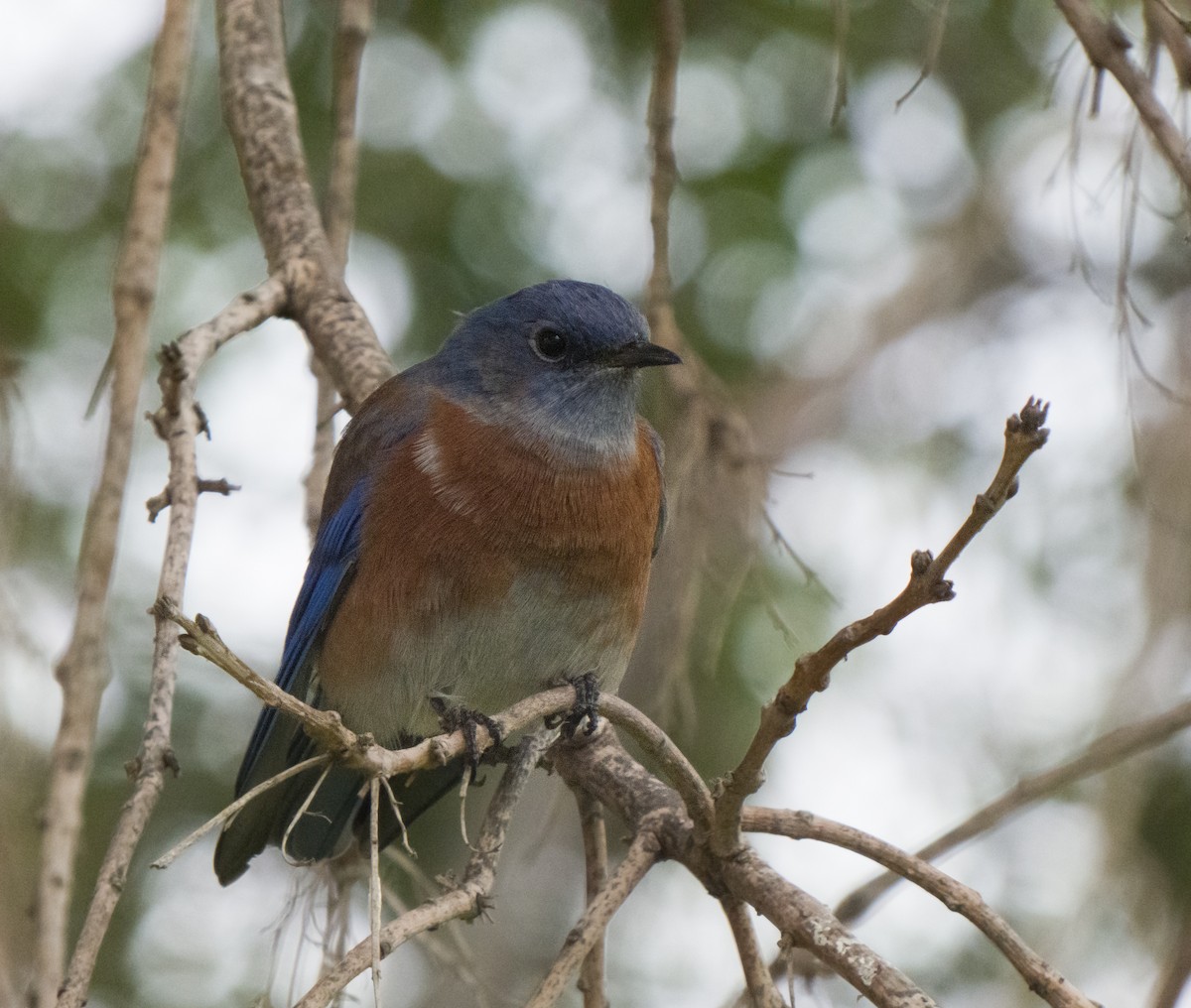 Western Bluebird - Braxton Landsman