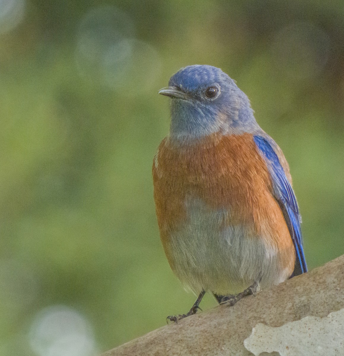 Western Bluebird - ML373158861