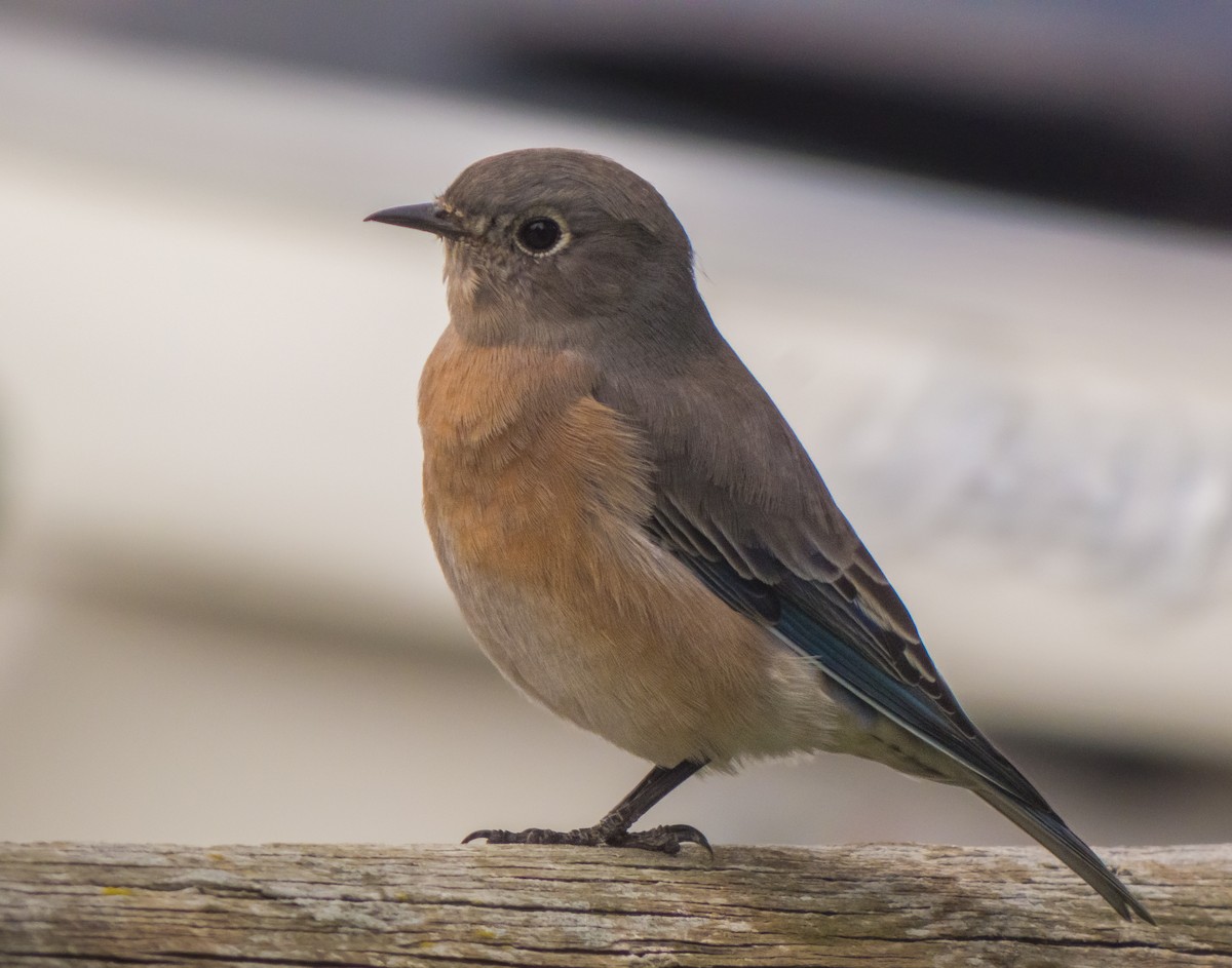 Western Bluebird - ML373158881