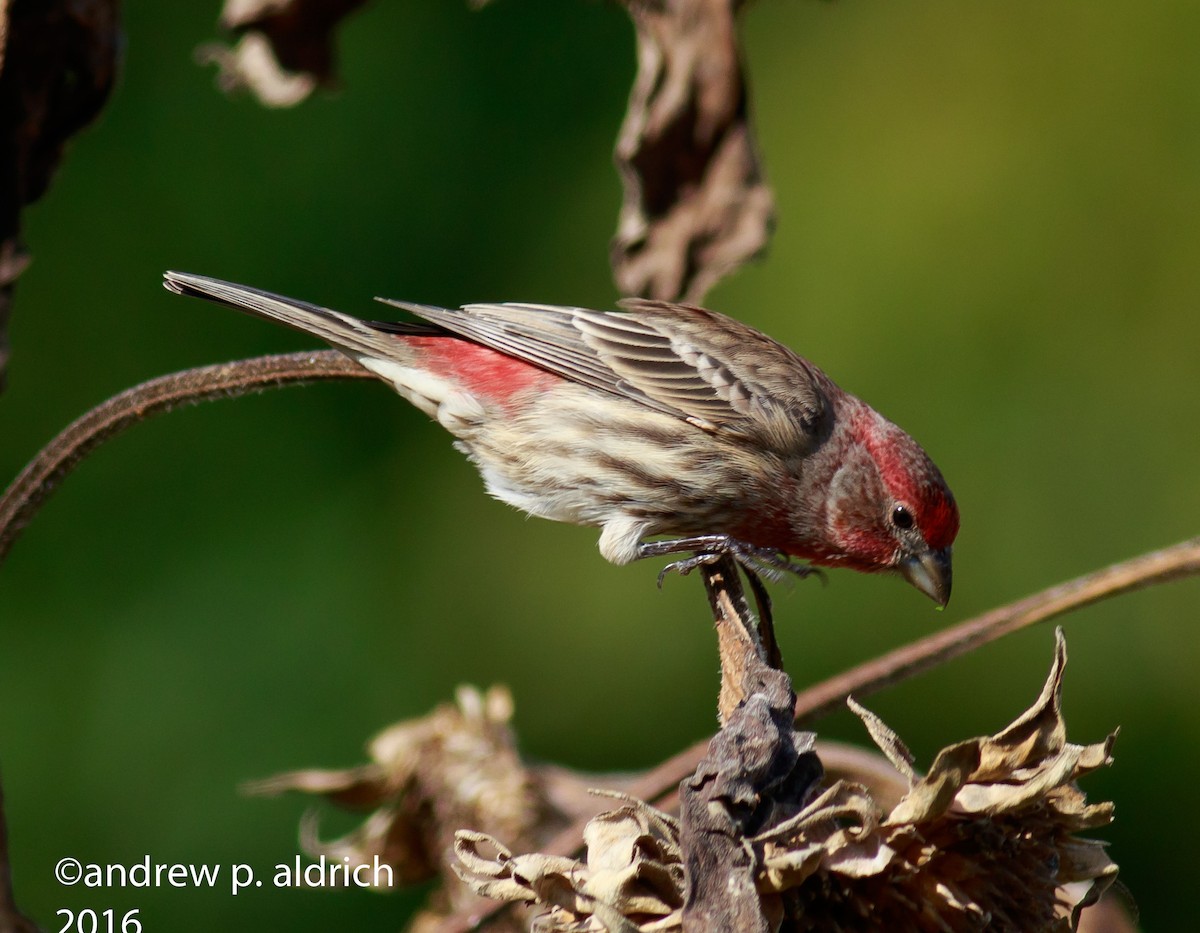 House Finch - ML37316101