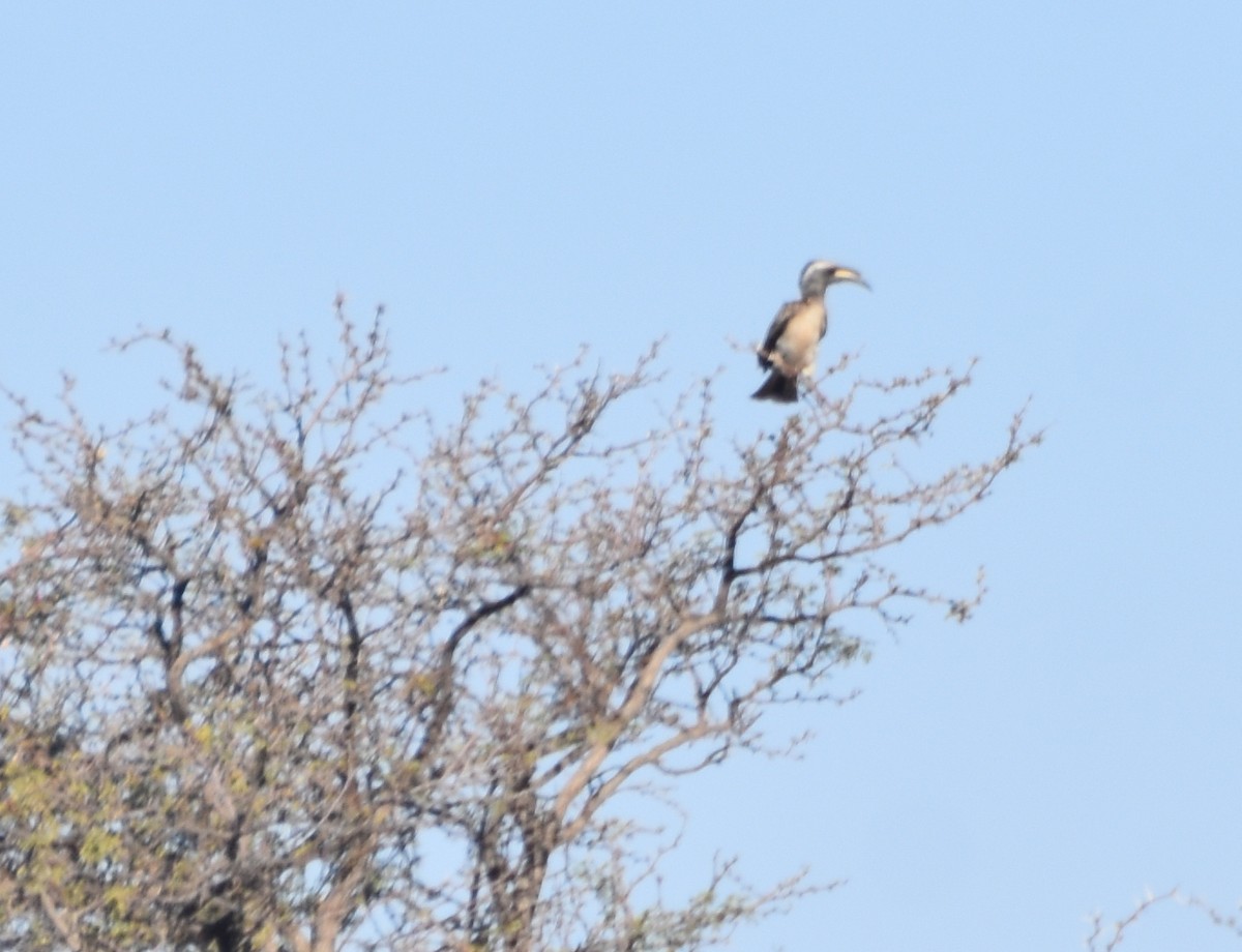 African Gray Hornbill - ML373161321