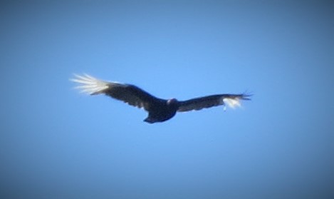 Black Vulture - ML373161901