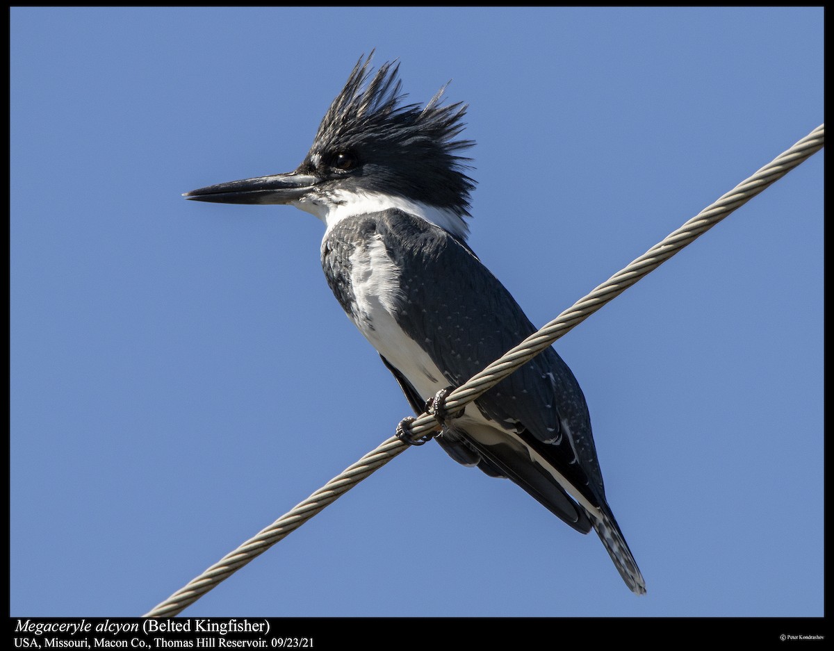 Belted Kingfisher - ML373162141