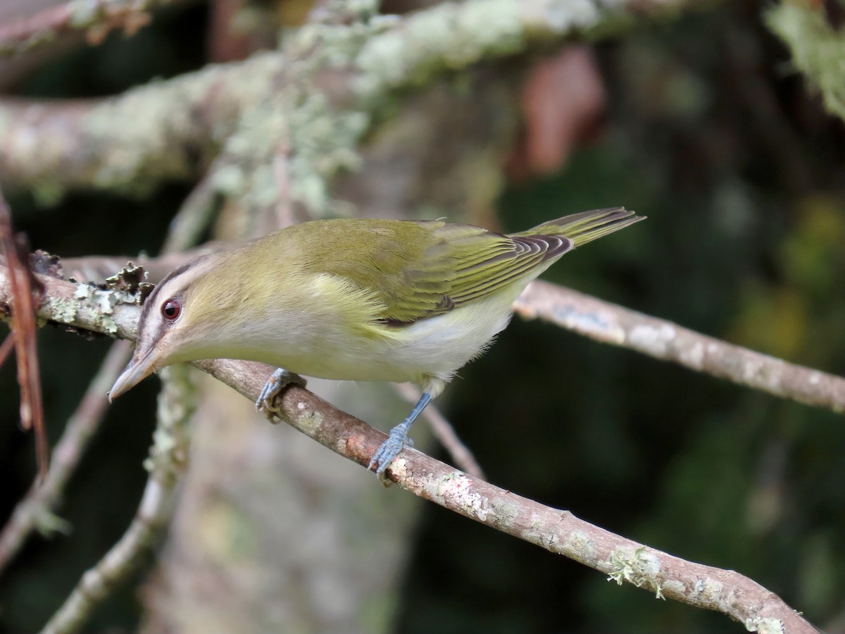 Red-eyed Vireo - Phil Lehman