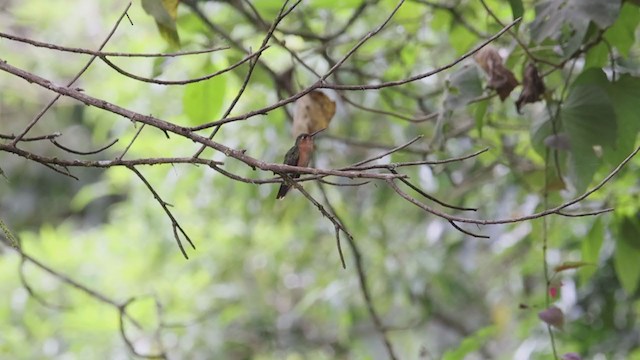 Rufous Sabrewing - ML373162671