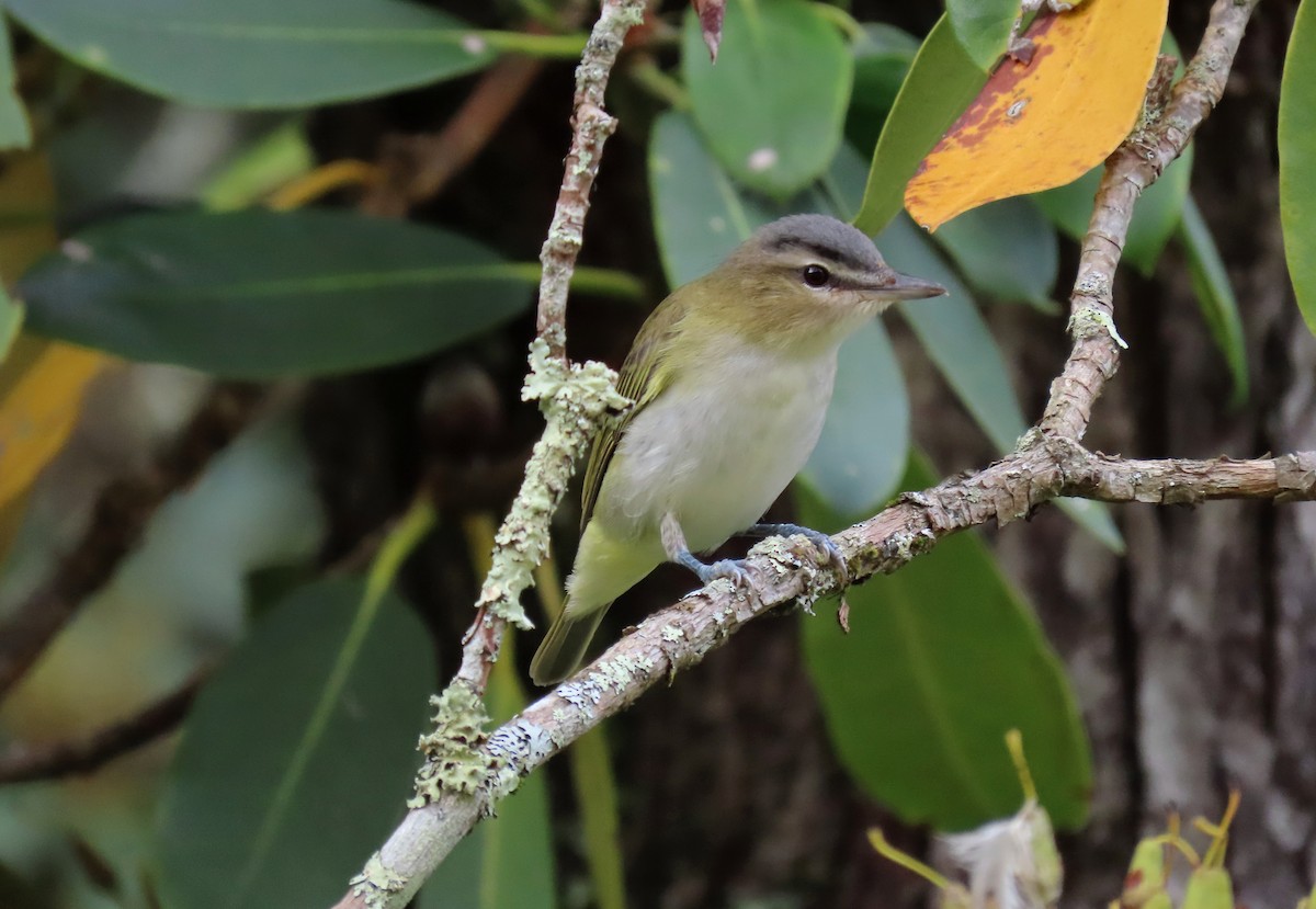 Rotaugenvireo - ML373163161