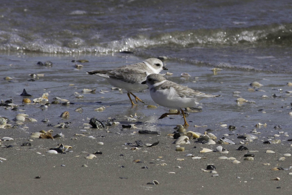 Piping Plover - Laura Stenzler