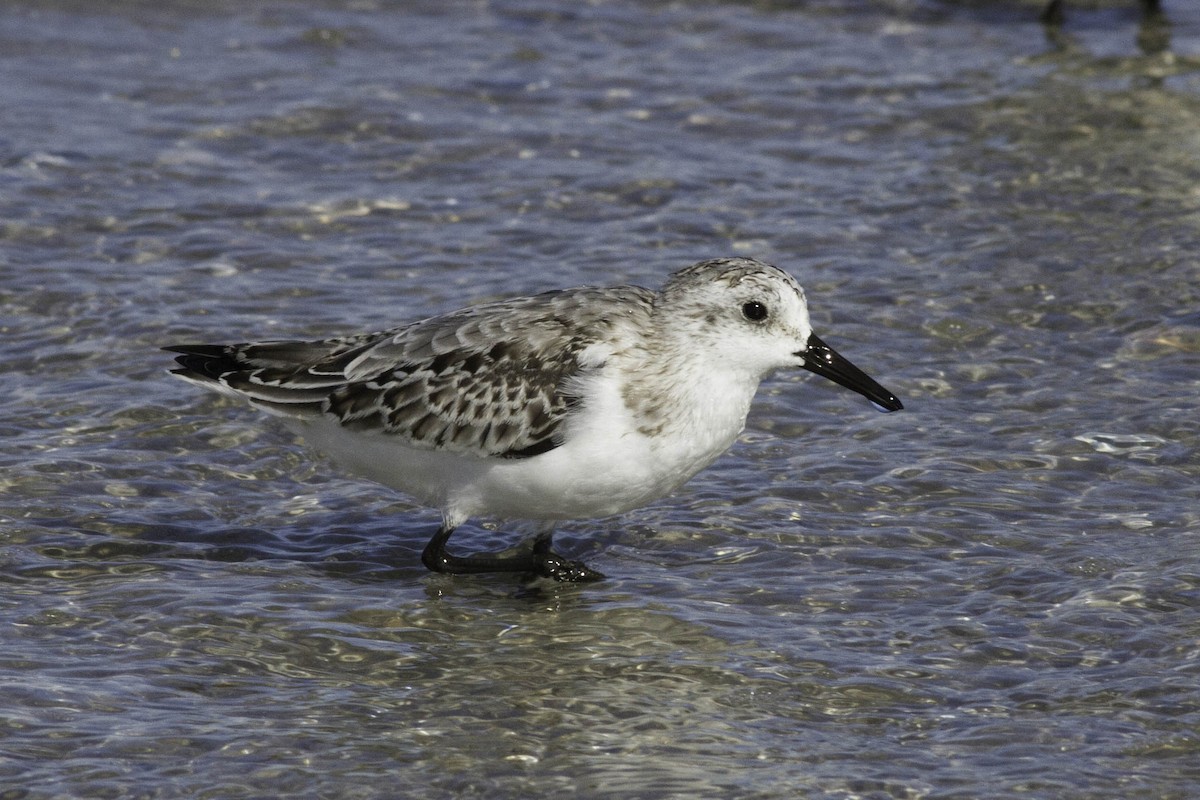 Sanderling - Laura Stenzler