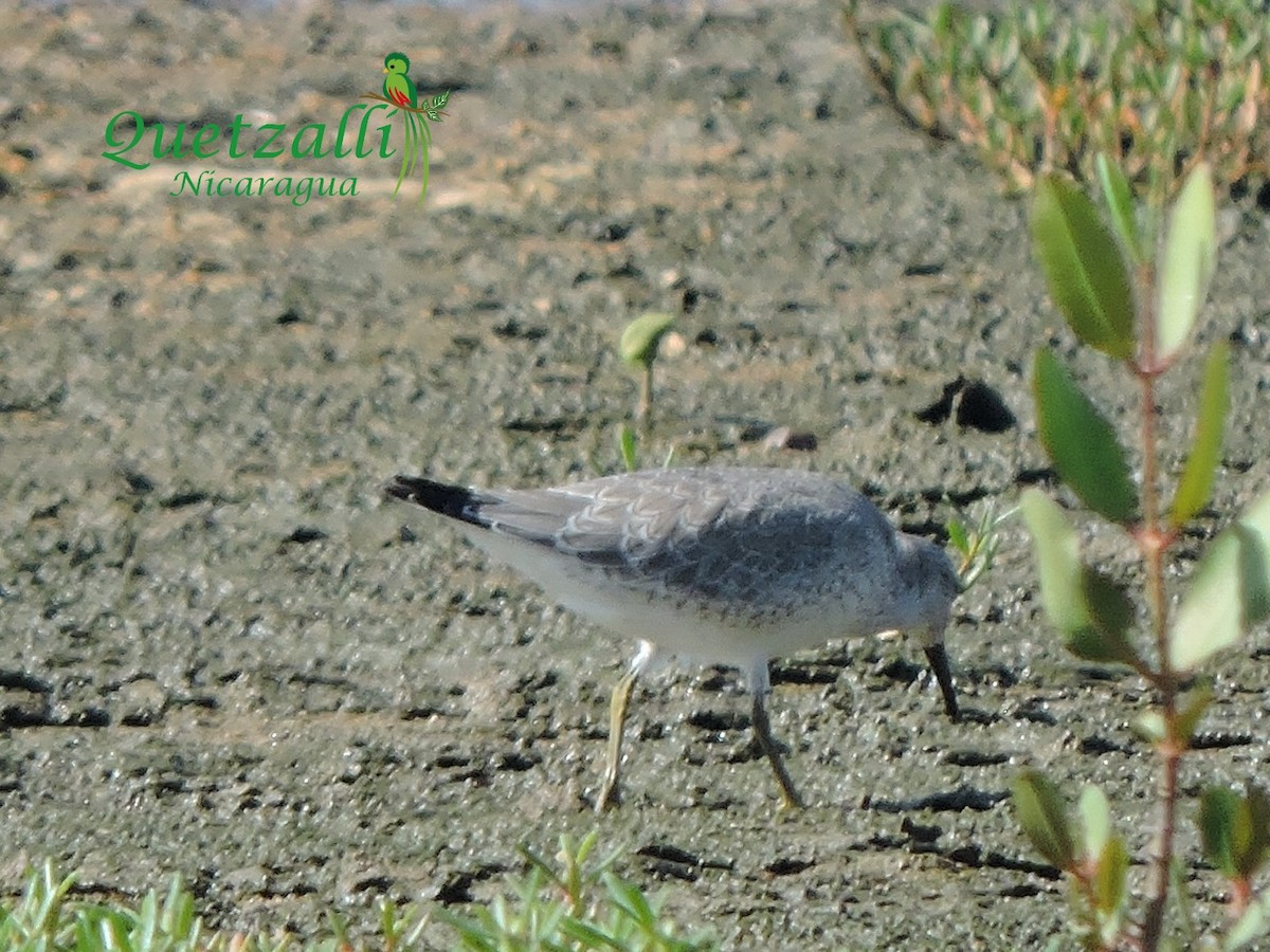 Red Knot - ML373165201