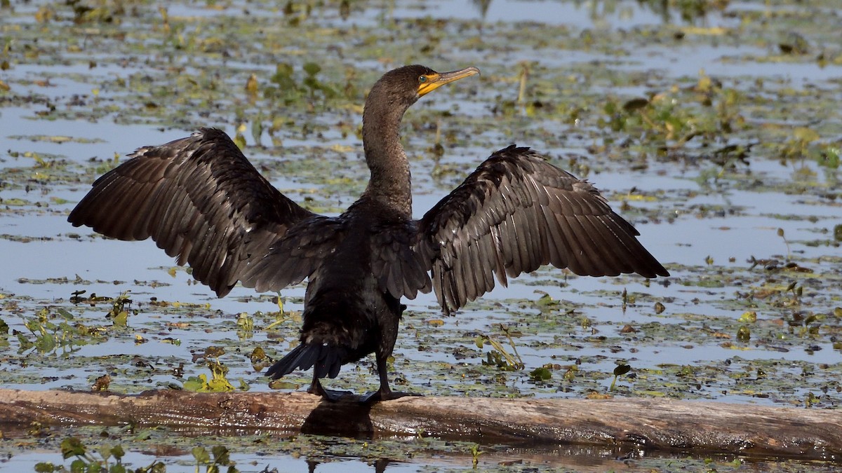 Double-crested Cormorant - Robert Howard