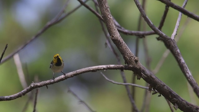 Hermit Warbler - ML373166761