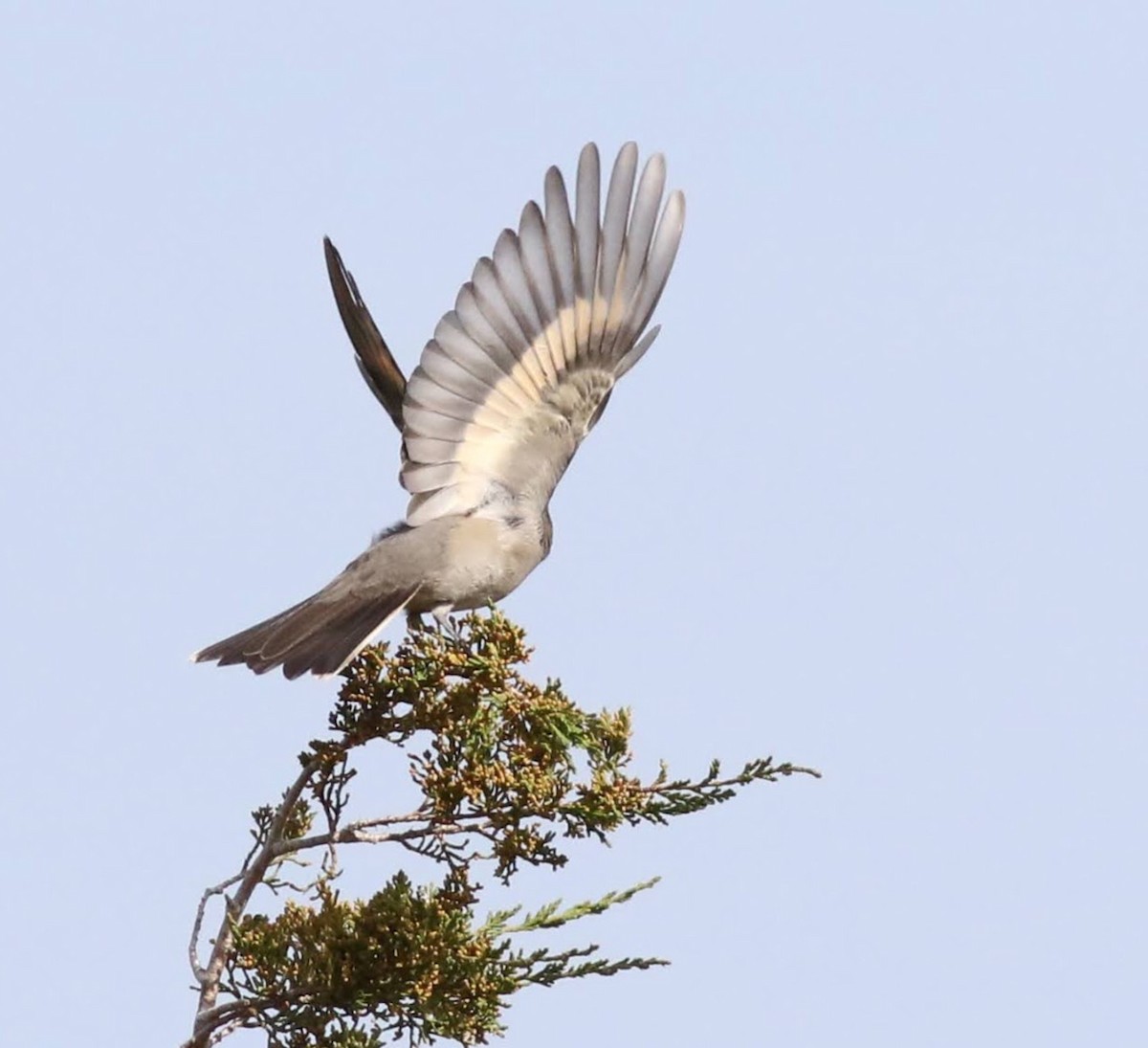Townsend's Solitaire - ML373169131