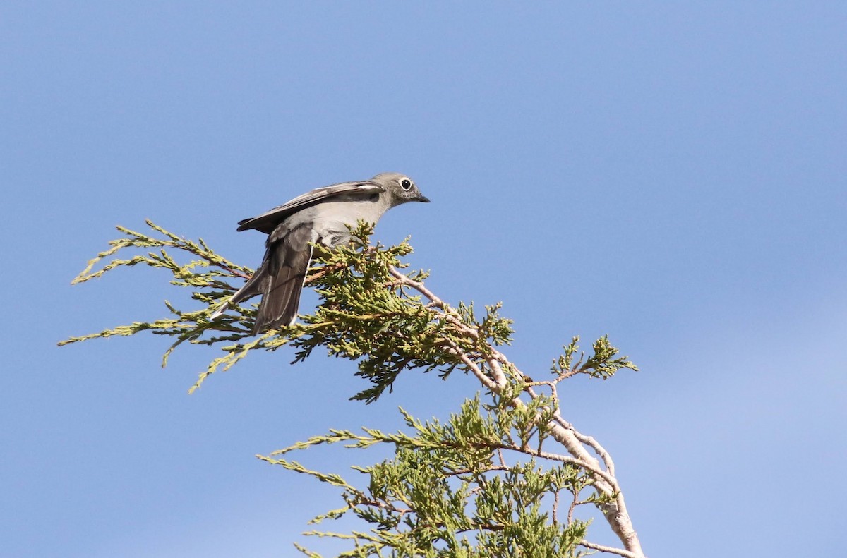 Townsend's Solitaire - ML373169151