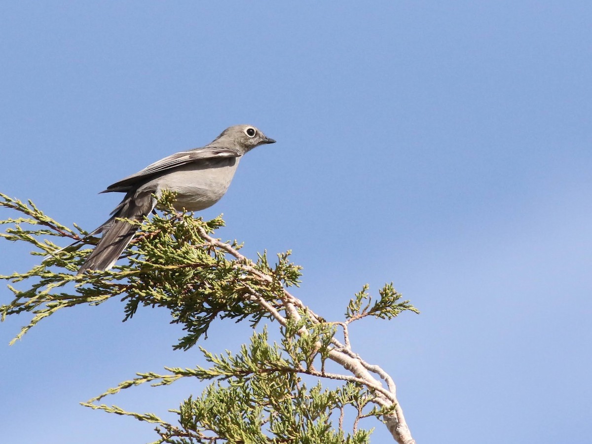 Townsend's Solitaire - ML373169241