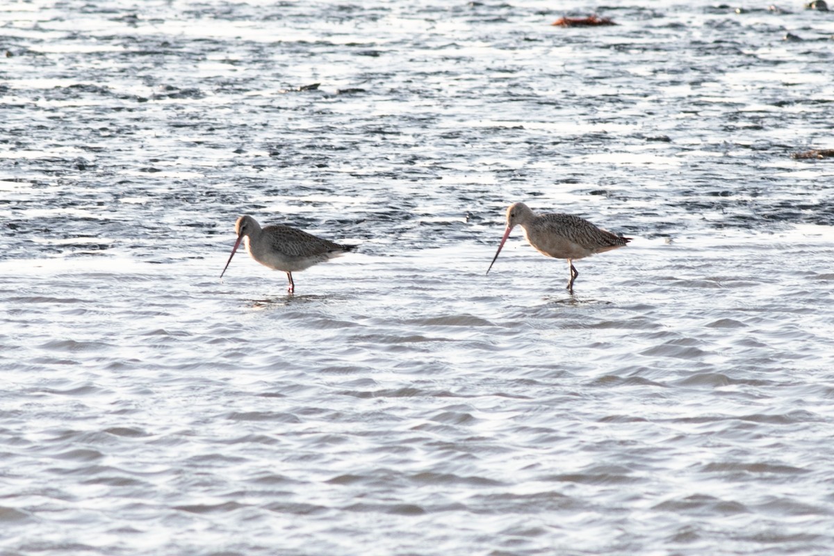 Hudsonian Godwit - ML373170181