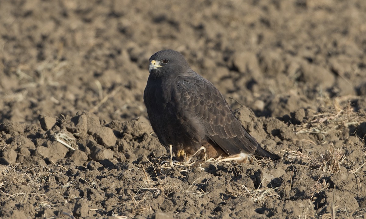 Swainson's Hawk - Brian Sullivan