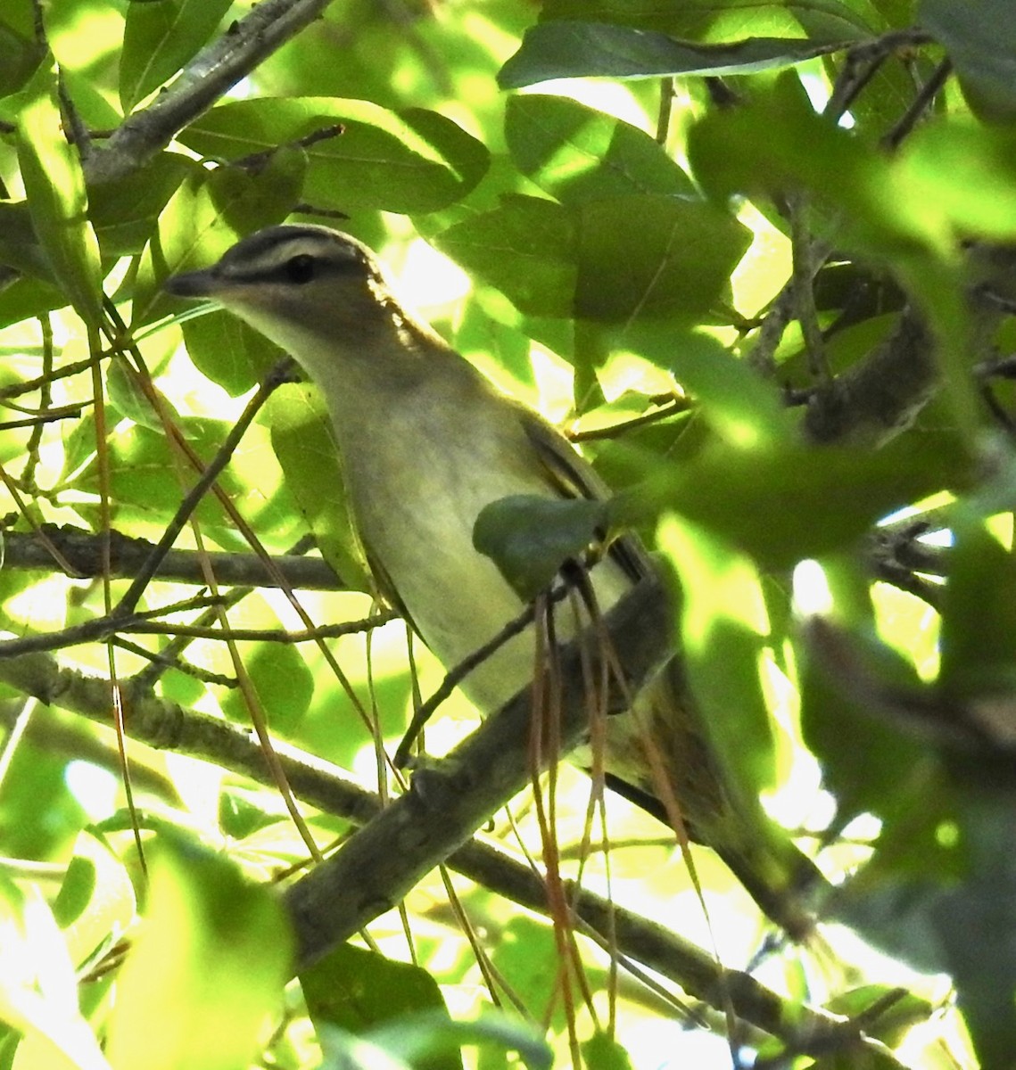 Red-eyed Vireo - ML373170541