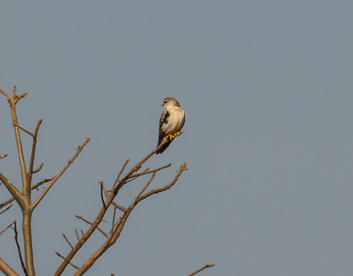 Black-winged Kite - Debbie Garner