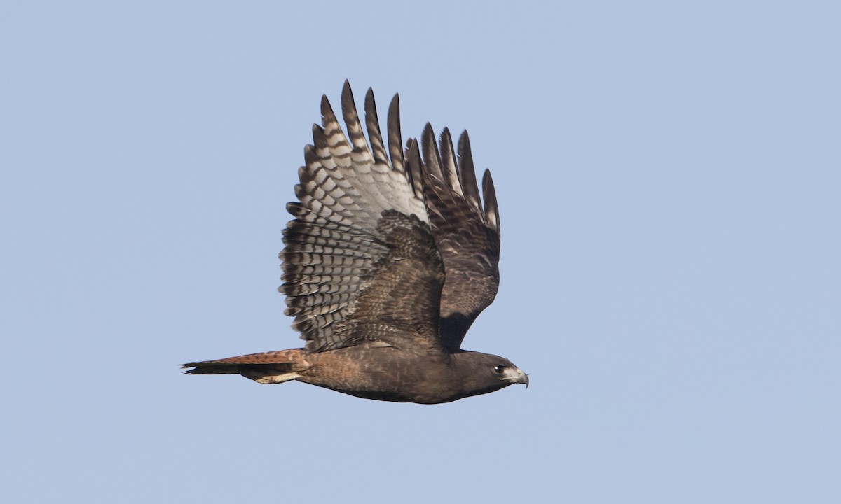 Red-tailed Hawk (calurus/alascensis) - Brian Sullivan