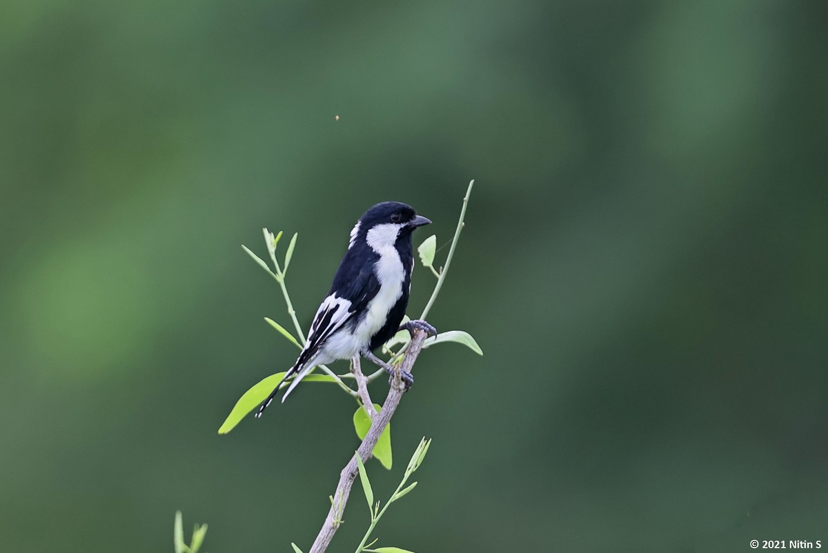 White-naped Tit - Nitin Srinivasa Murthy