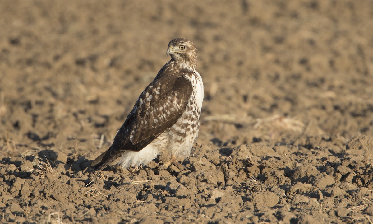 káně rudochvostá (ssp. calurus/alascensis) - ML37317141