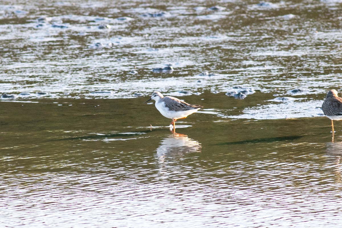 Wilson's Phalarope - ML373171541