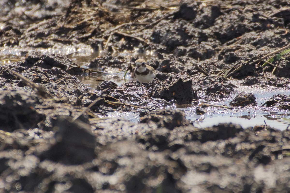 Semipalmated Plover - ML373171811