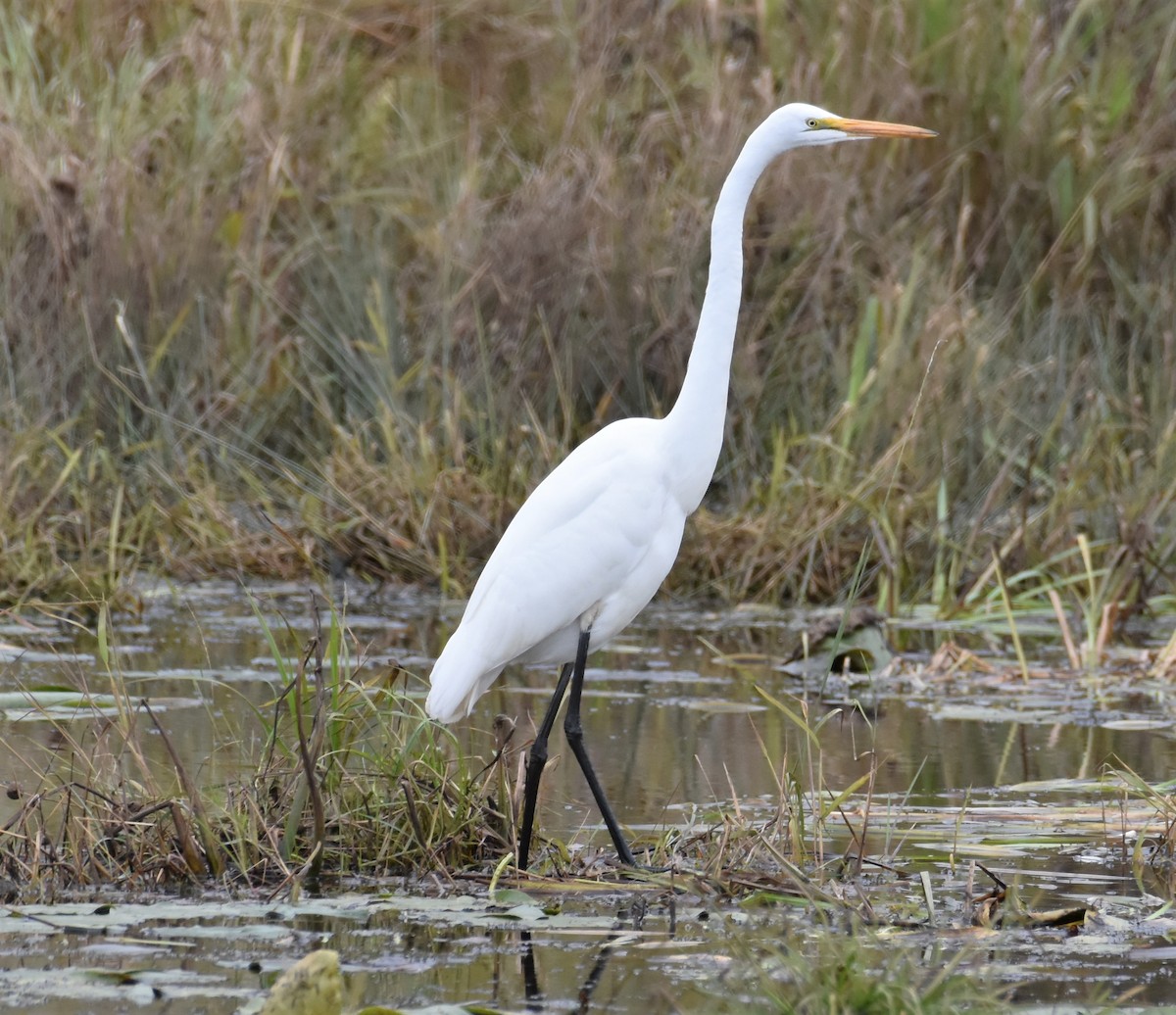 Great Egret - Ken Milender