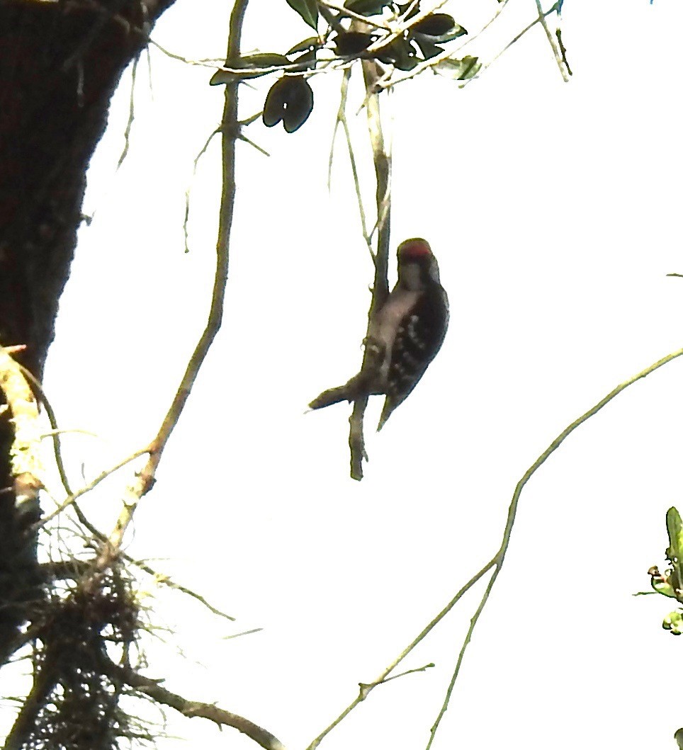 Downy Woodpecker - ML373173281