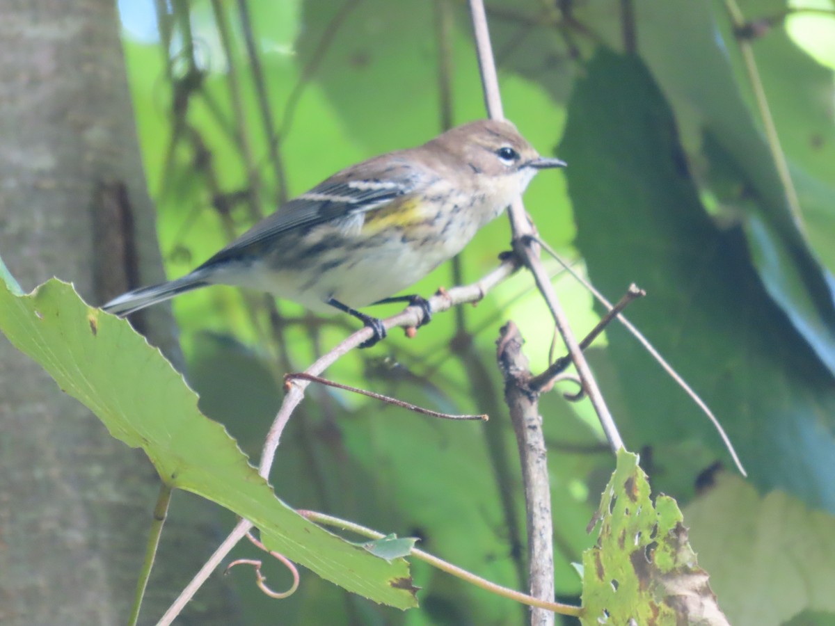 Yellow-rumped Warbler - ML373175121