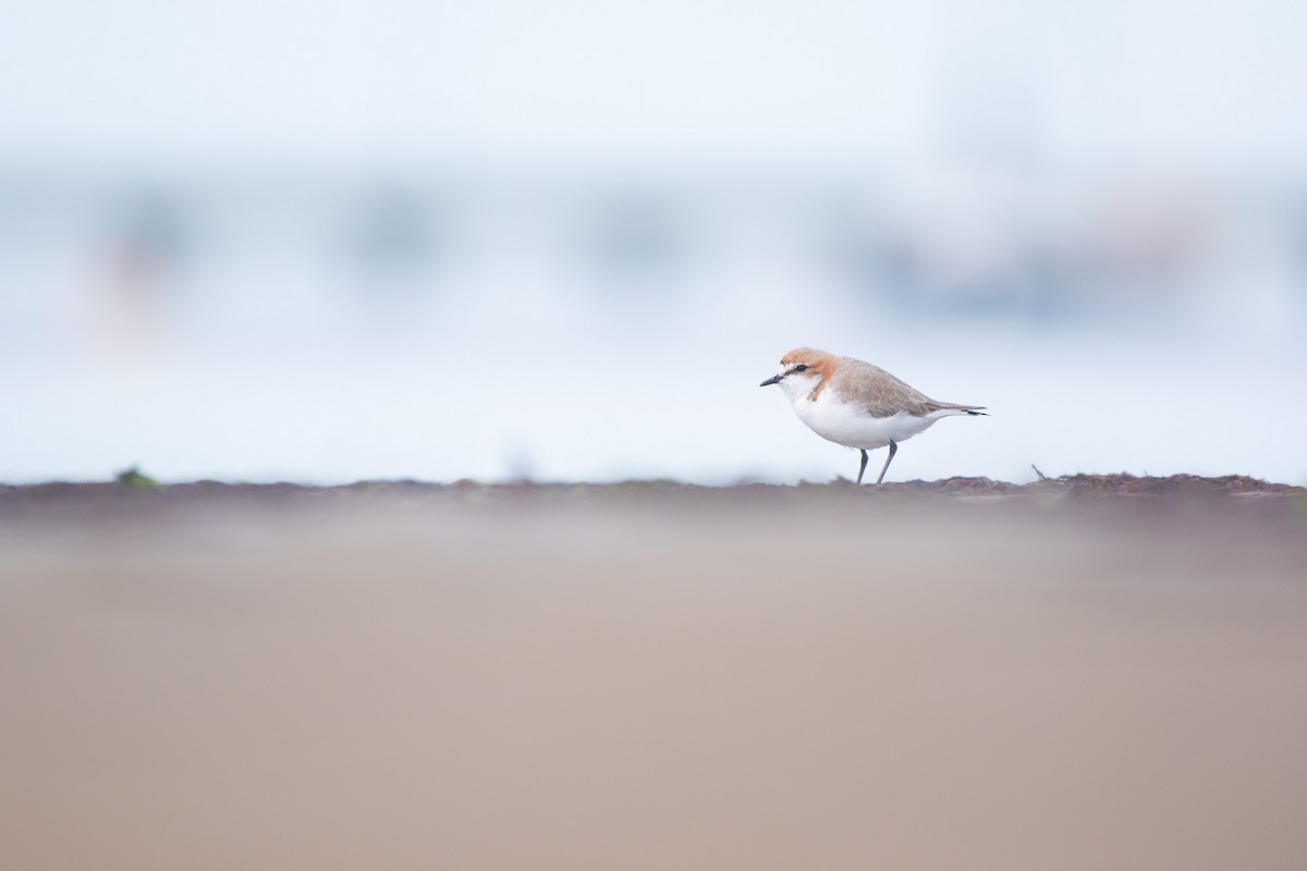 Red-capped Plover - Aidan Powell