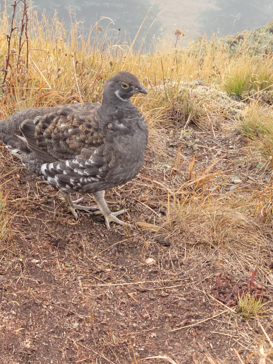 Sooty Grouse - ML373176051