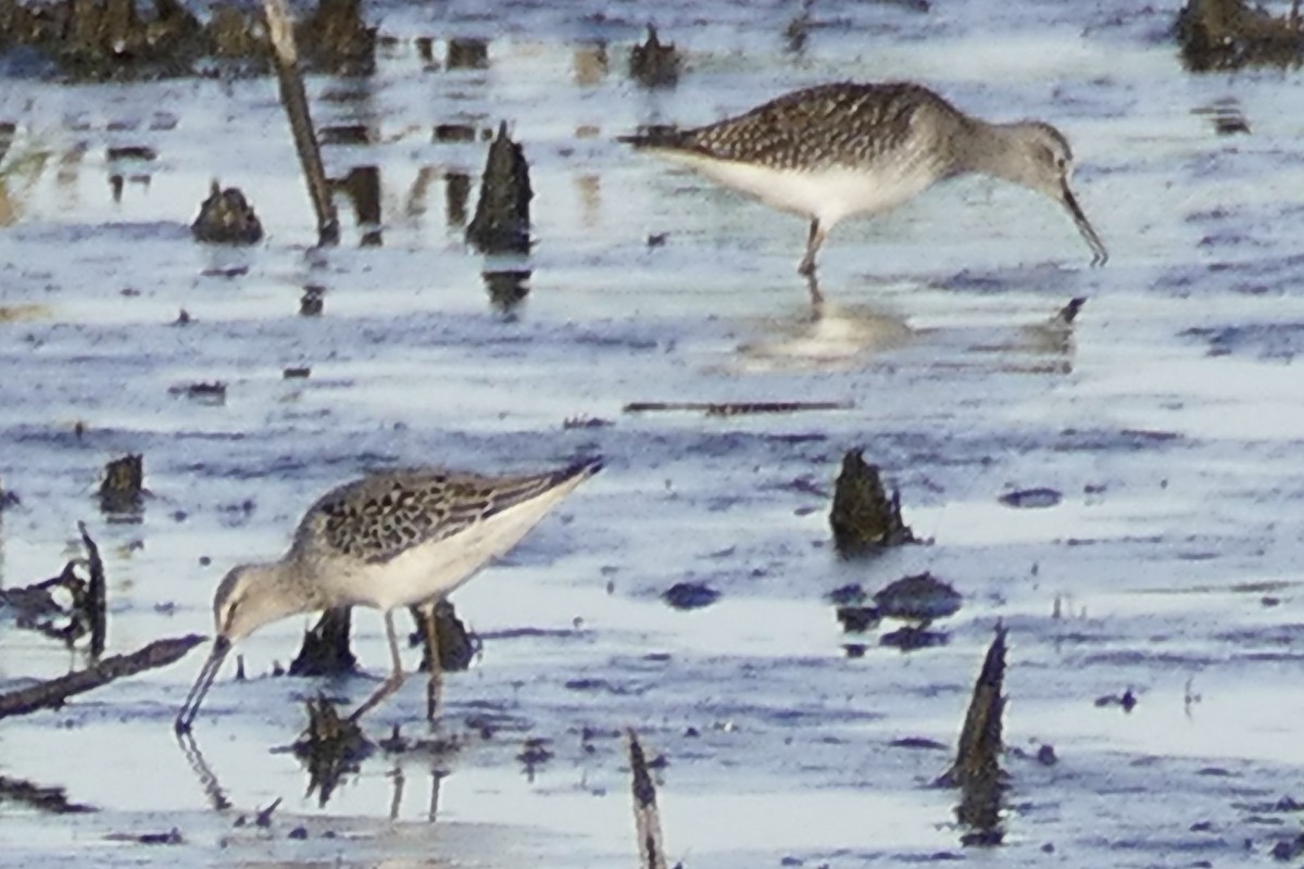 Lesser Yellowlegs - ML373176131