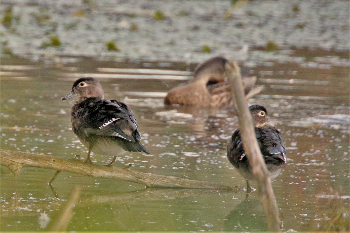 Wood Duck - ML373176621