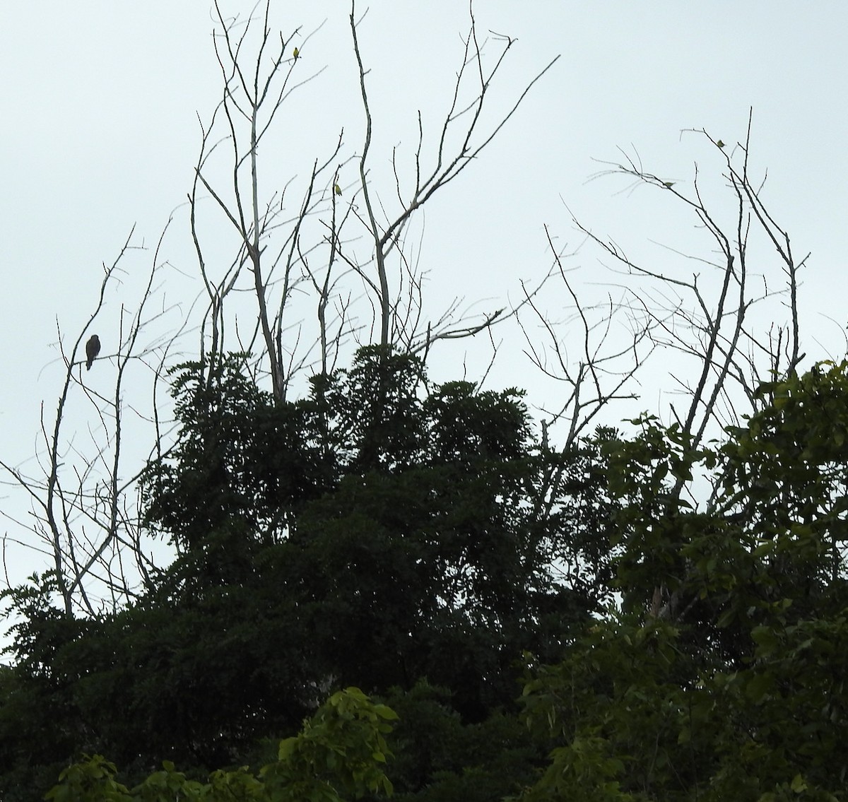 American Goldfinch - ML373177691