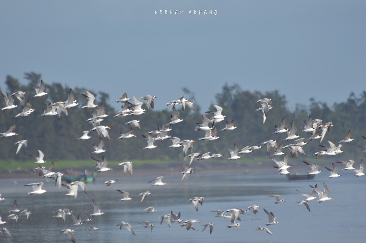 Common Tern - Neenad Abhang