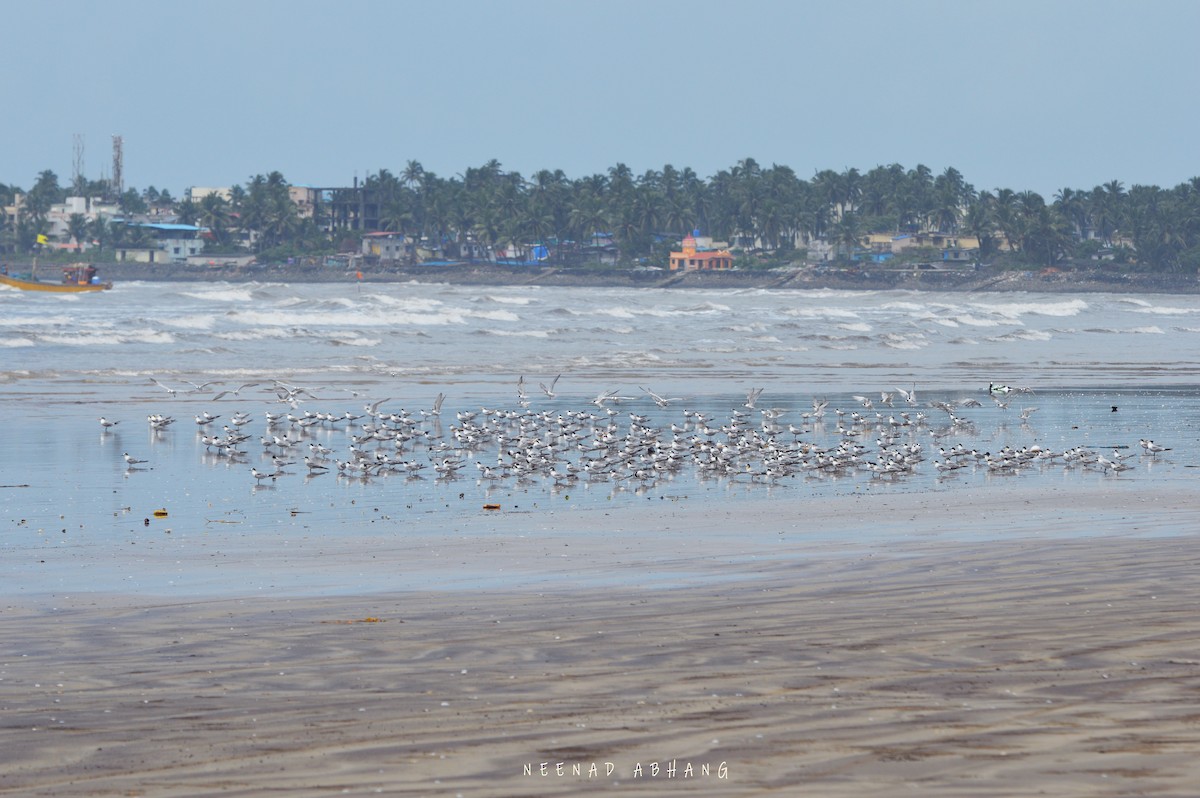 Common Tern - ML373178311