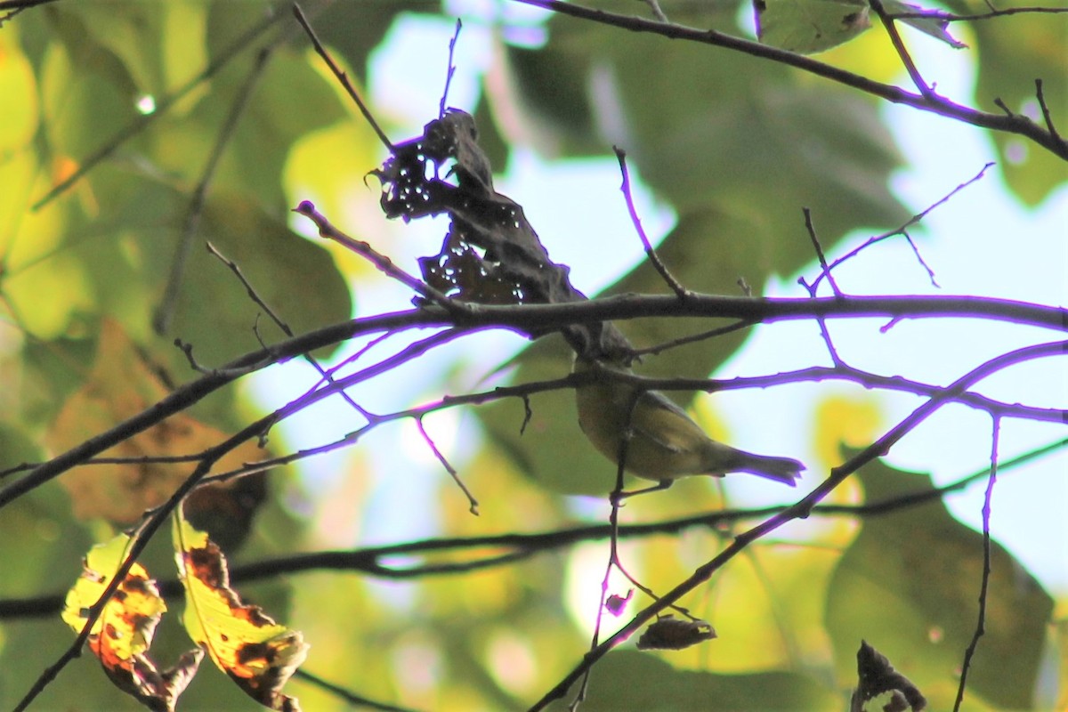 Blue-winged Warbler - ML373179521