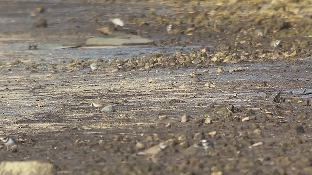 Piping Plover - ML373180351