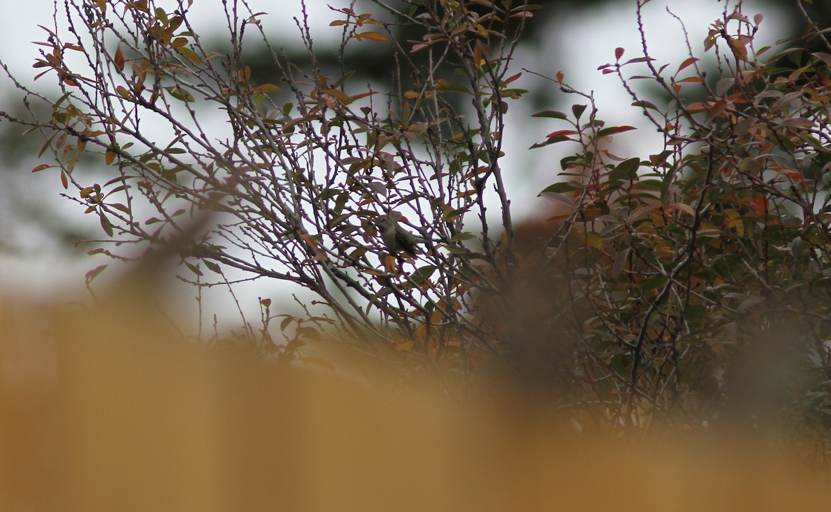 Anna's Hummingbird - ML373181081