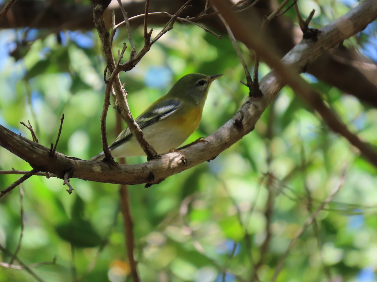 Parula Norteña - ML373184631