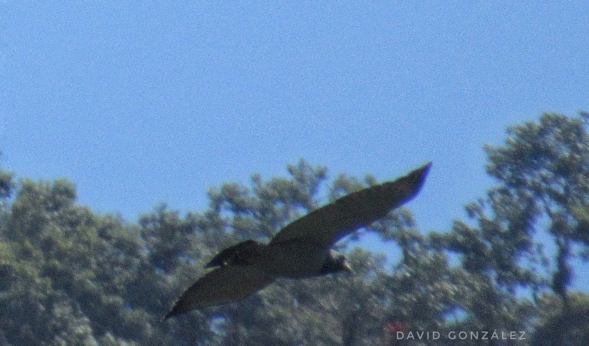 Barred Hawk - David Gonzalez